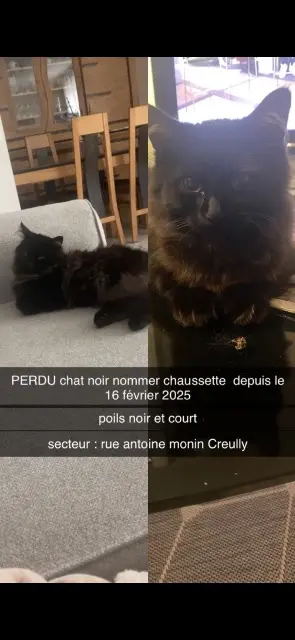 chat lost   14480 Creully sur Seulles Chausette